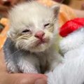 ロッカーに遺棄され瀕死の子猫…回復し驚くような美猫へ！
