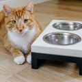 猫の『食器が低い』場合に起こる危険4つ　安全に使うための適切な高さ…