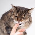 愛猫を通じて感染か？米オレゴン州で、8年ぶりに恐ろしい「ペスト」患…