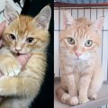 【愛猫のビフォー&アフター】車のボンネットから救助した子猫『チ…
