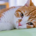 肥満猫は特に要注意！猫の『肝リピドーシス』原因や症状、予防法を徹…