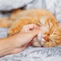 猫を『撫でるだけ』で寝かしつけ！3つの撫で方と大事なポイントを解説