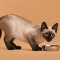 猫にとって『良くない食器』5選　理由と選ぶ際に注意すべき条件とは