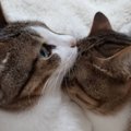 猫の兄妹が見せた『鼻先の温め方』が話題に　仲睦まじい様子に「これ…