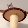 子猫『助けてぇ』キャットタワーの頂上から降りられなくなった姿に悶…