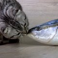 猫が好む食べ物に関する豆知識5選　猫が『魚好き』なのは科学的に本当…