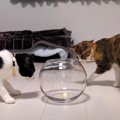 金魚鉢に入る猫ちゃんが見たい！小さめだけど無事に入ることはできる…