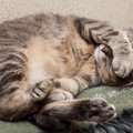 猫が胃腸炎になった時の症状や原因とその治療法
