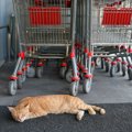 地域で人気の「スーパーマーケット猫」が突然「出禁」に　利用客らは…