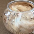 猫が『液体』になる瞬間…金魚鉢にスルっと入る光景に驚きが隠せないと…