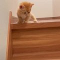 子猫が『初めての階段』に挑戦した結果…マイペースな行動に5万2000人…