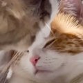 仲良しな2匹の猫の『毛づくろい』が話題に…癒やされすぎる光景に536万…
