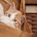 猫に『紙袋』や『ビニール袋』が危険な理由3つ　好むものだからこそ知…