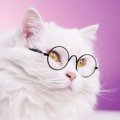 猫も『視力低下』するの？注意すべき7つの兆候と予防策