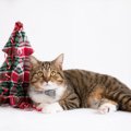 猫とのクリスマスにおける『4つのタブー』 亡くなる危険性も…絶対NG行…