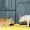 猫は豚肉を食べても大丈夫？与える時の注意点や栄養素と効果