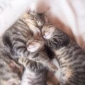猫を寝かしつける7つの方法