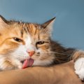 猫が『飼い主さんを舐める』とき、場所によって意味が違う！5つの部位別解説