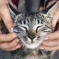 猫の『耳が熱くなる』3つの原因と対処法