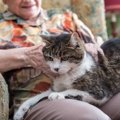 老猫になると現れる症状と飼い主にできる4つのケア