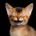 「猫は約300種類の表情を使い分けてコミュニケーションしている」米国…