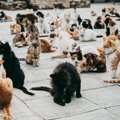 「キプロス名物を救え！」伝染病の猫に「人間の薬」投与が始まる