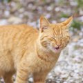 『花粉症』になりやすい猫の特徴4つ！症状や対策も合わせて解説！