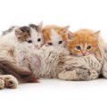 猫の授乳と子育てや人工哺乳の仕方について