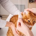 頭を振り続ける愛猫…原因は耳にあった