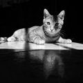 猫の殺処分の現実、原因や数を減らすには？