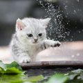 猫かきだって出来ちゃう！水遊びを楽しむにゃんこ達の動画をご紹介！