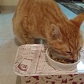 猫ちゃんがフードに飽きずに大満足で食べ続けられる秘訣