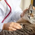 猫を連れて行く『動物病院』での絶対NG行為3つ！