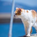 男木島は猫とアートの島！おすすめポイント5つのご紹介