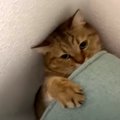 ソファの隙間でモゾモゾ…ぽんぽこお腹が挟まっちゃった猫ちゃん？？