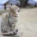 日本全国の猫島を一挙にご紹介！