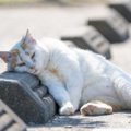 猫の熱中症の症状とは？応急処置から予防対策まで解説！