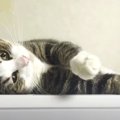 あざとすぎる♡冷蔵庫の上で"かわいい"を見せつける猫さん