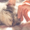 猫と相思相愛になるための5つのテクニック