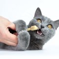 猫の『歯磨き』しないとどうなる？3つのデメリット　どうしてもできな…