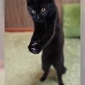『バレーボールする黒猫！？』レシーブしているポーズに猫好きメロメ…