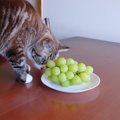 猫には危険すぎる果物5選　最悪死を招く原因や症状、誤飲したときの対…