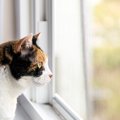 猫が『窓の外をずっと見つめる』4つの理由