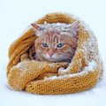 寒い地域出身の猫種にはどんな特徴がある？