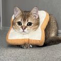 食パンのエリザベスカラーを装着した猫が可愛すぎると話題に　「美味…