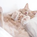 猫が『飼い主の枕』で寝る3つの可愛い理由♡