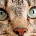 『猫の目が充血』しているときに考えられる原因3つ　目が赤っぽく見え…