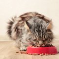 猫がちょいちょい『お皿からご飯を出す』3つのワケ　使っている食器が…