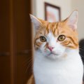 猫の『顔面神経麻痺』とは？よく見られる3つの症状と治療法を解説