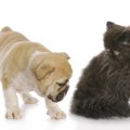 猫が痔になる原因と症状、治療の方法